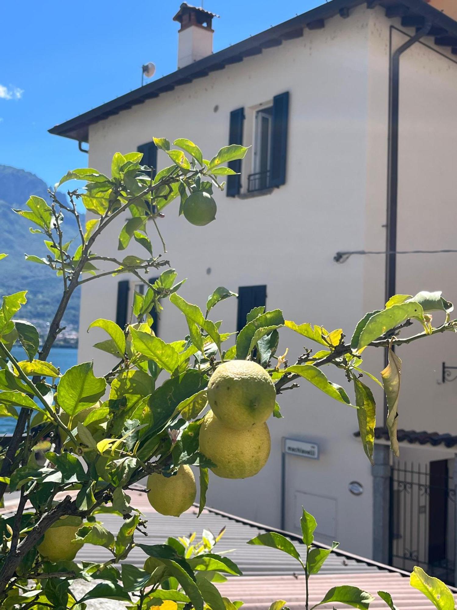 Oliveto Lario Domus Graziana - Lake Front מראה חיצוני תמונה